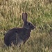 A lone bunny , but oh did it upset our dogs as they weren’t allowed to chase  by Dawn