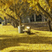 Golden Trees  by joysfocus