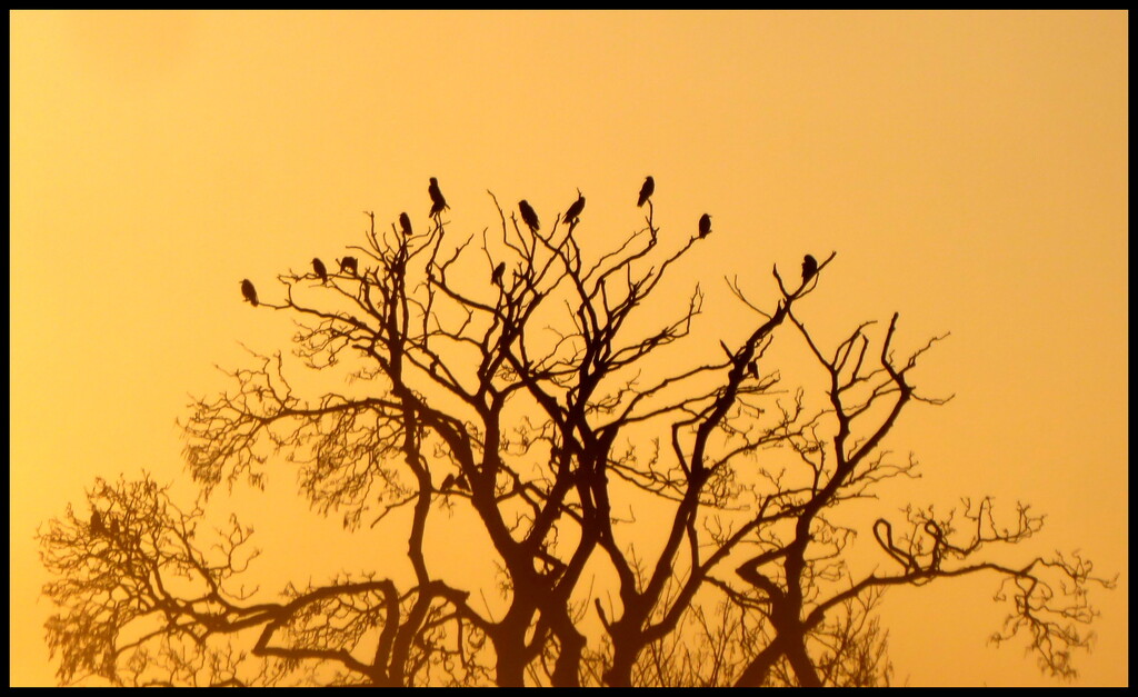 Crow dawn by steveandkerry