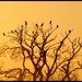 Crow dawn by steveandkerry