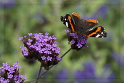2nd Dec 2022 -  butterfly on verbena