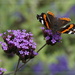  butterfly on verbena
