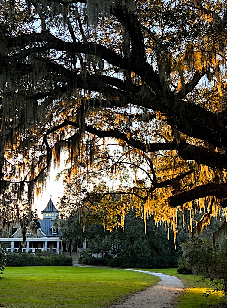 Late afternoon view at Magnolia Gardens by congaree