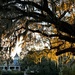Late afternoon view at Magnolia Gardens by congaree