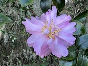 2nd Dec 2022 - Exquisite sasanqua camellia at the gardens