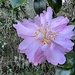 Exquisite sasanqua camellia at the gardens by congaree