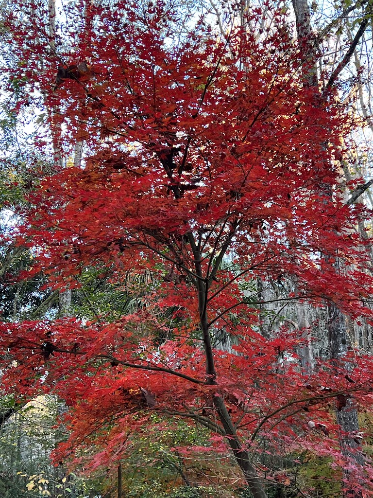 Brilliant Japanese maple at peak color in Magnolia Gardens by congaree