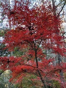 2nd Dec 2022 - Brilliant Japanese maple at peak color in Magnolia Gardens