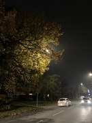 30th Nov 2022 - Street Lamp Through The Trees
