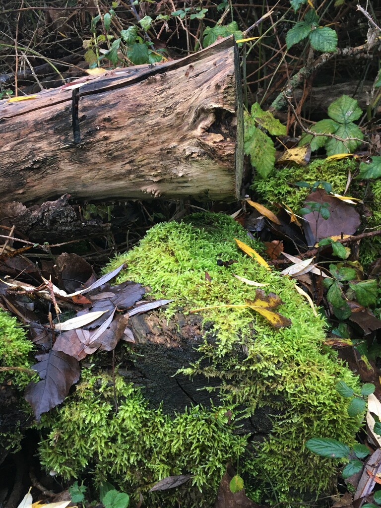 Lovely mossy log by 365anne