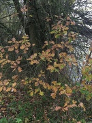 23rd Nov 2022 - Leaves are holding on