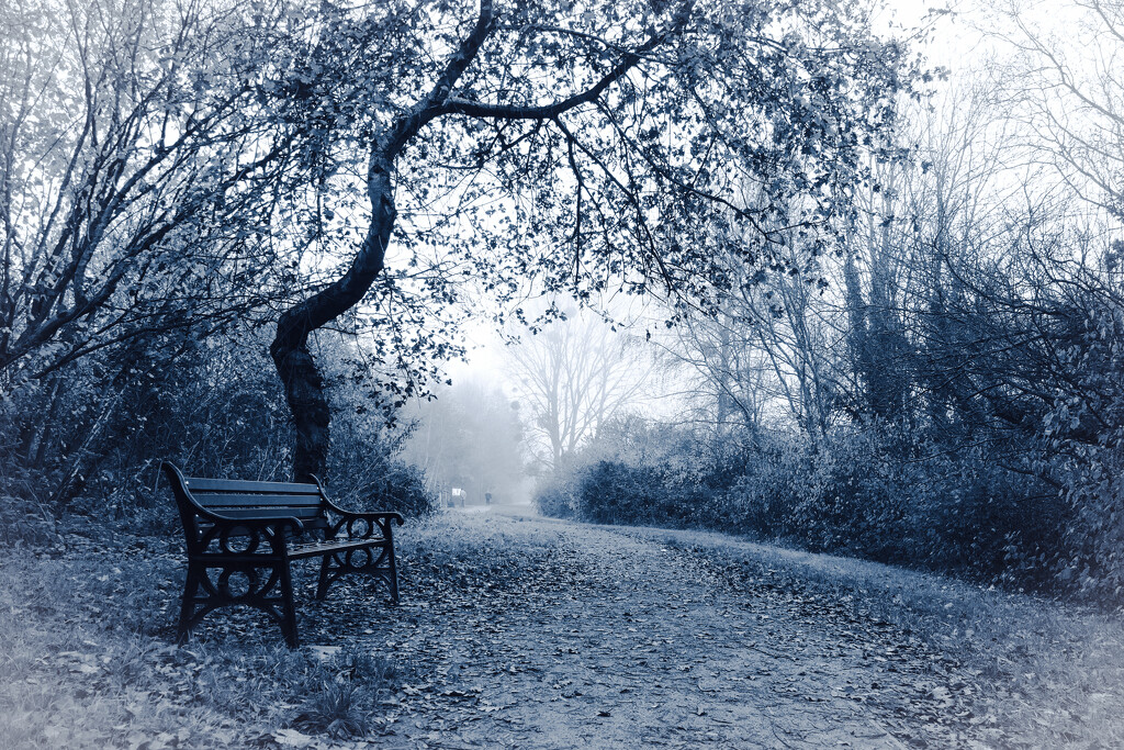 a lonely bench on a misty day by cam365pix