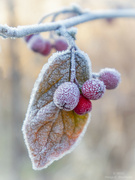 2nd Dec 2022 - Frozen berries
