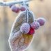 Frozen berries by helstor365