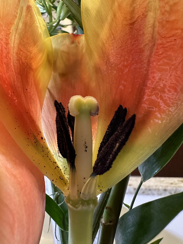 Tulip innards by shutterbug49