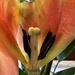 Tulip innards