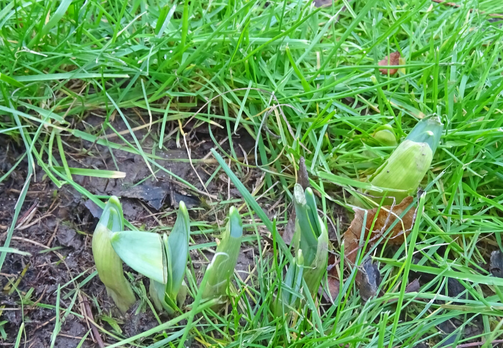 Daffodil shoots appearing in the lawn by marianj