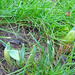 Daffodil shoots appearing in the lawn by marianj