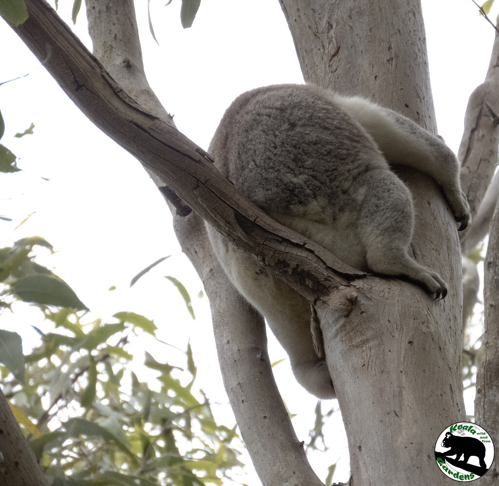 favourite spot by koalagardens