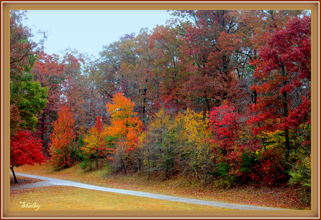 A colorful Fall by vernabeth