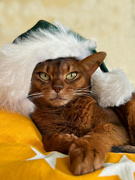 2nd Dec 2022 - Santa Cat is always watching!