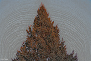 2nd Dec 2022 - Sunset on Pine Tree artistic