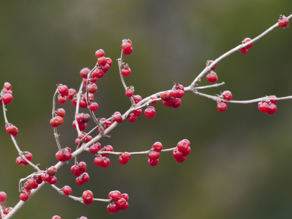 Christmas berries by rminer