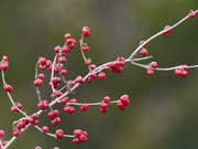 2nd Dec 2022 - Christmas berries