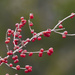 Christmas berries by rminer