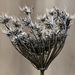 Queen Anne's lace  by rminer