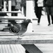 Pigeon Strut  by 4rky