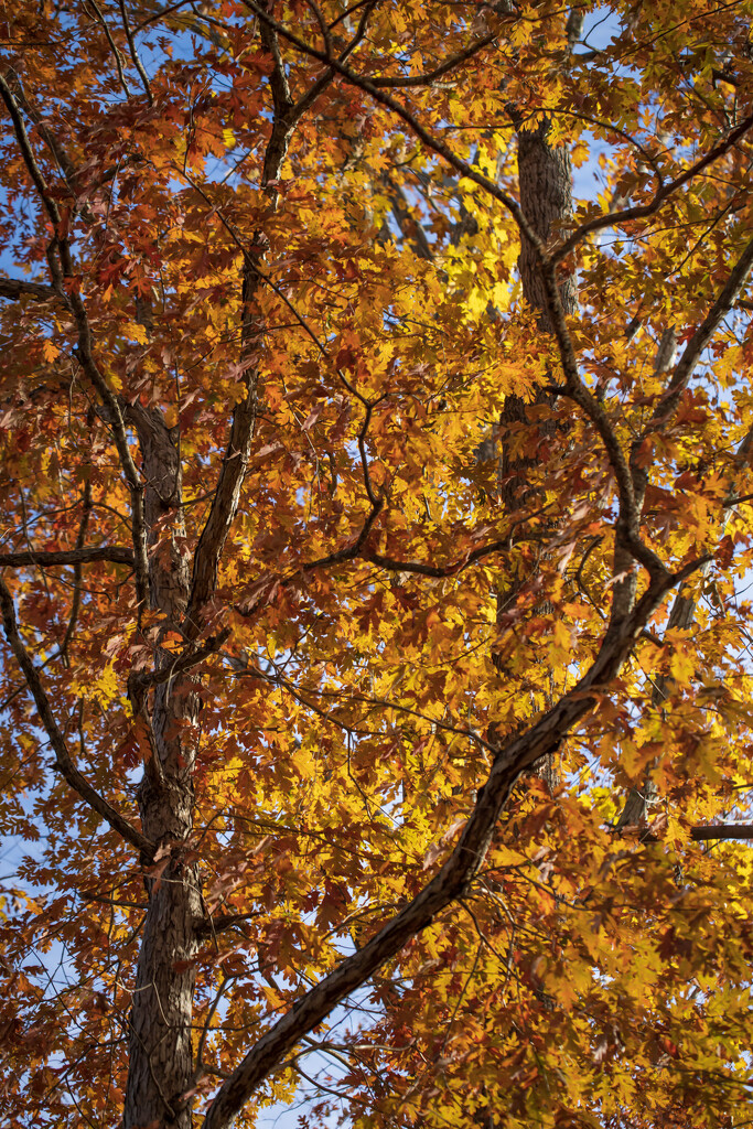 Autumn Glory by kvphoto
