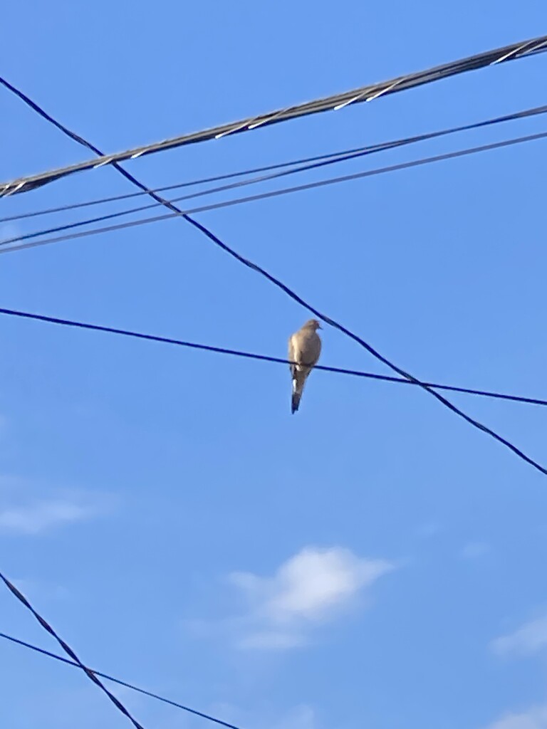 Bird on a Wire by spanishliz