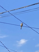 2nd Dec 2022 - Bird on a Wire