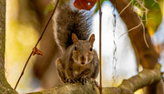 2nd Dec 2022 - Squirrel, Trying to Stare Me Down!