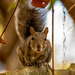 Squirrel, Trying to Stare Me Down! by rickster549