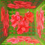 3rd Dec 2022 - Red Geranium Mirror Box