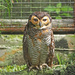 Owl  by ianjb21