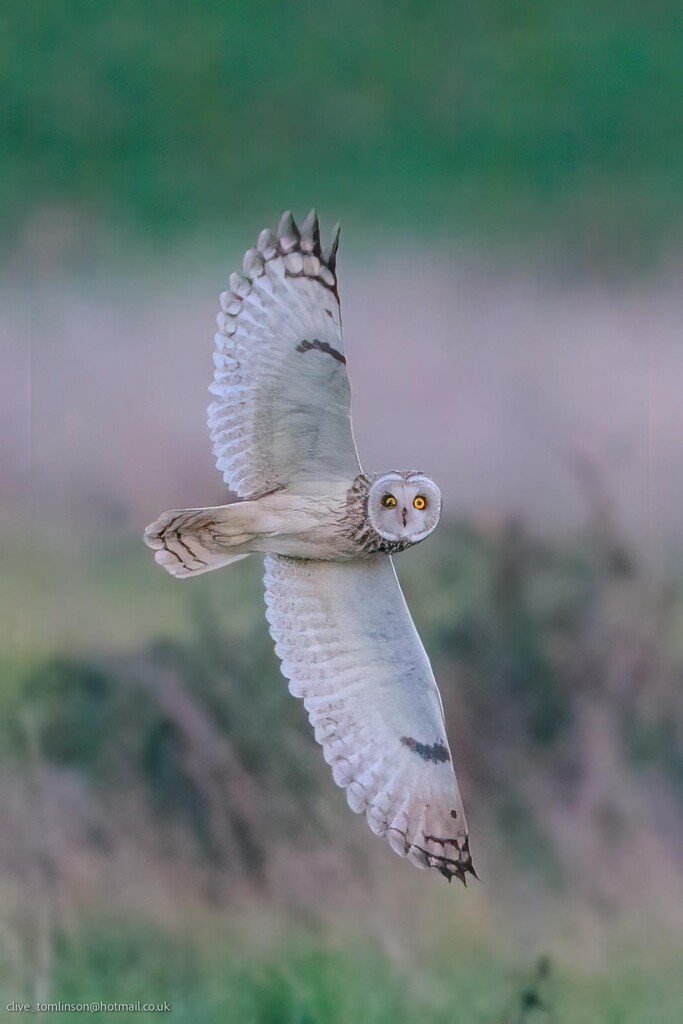 Short Eared Owl by padlock