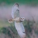 Short Eared Owl by padlock