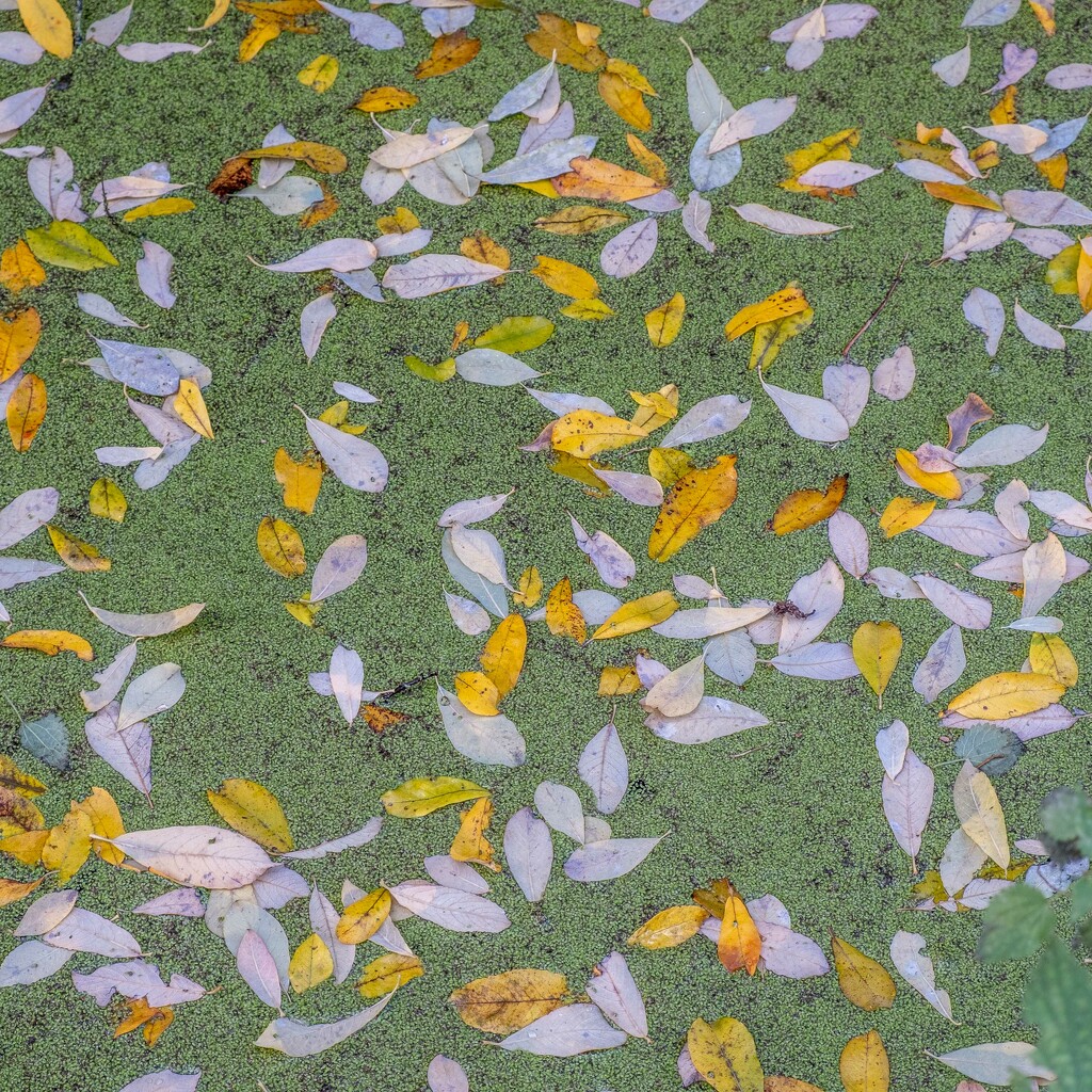 Leaf Pattern by 365nick