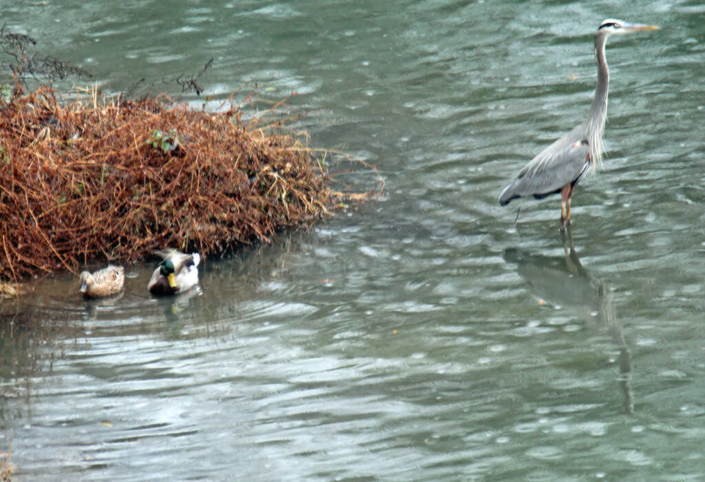 Nov 27 Blue Heron and Mallards in Rain IMG_8543A by georgegailmcdowellcom