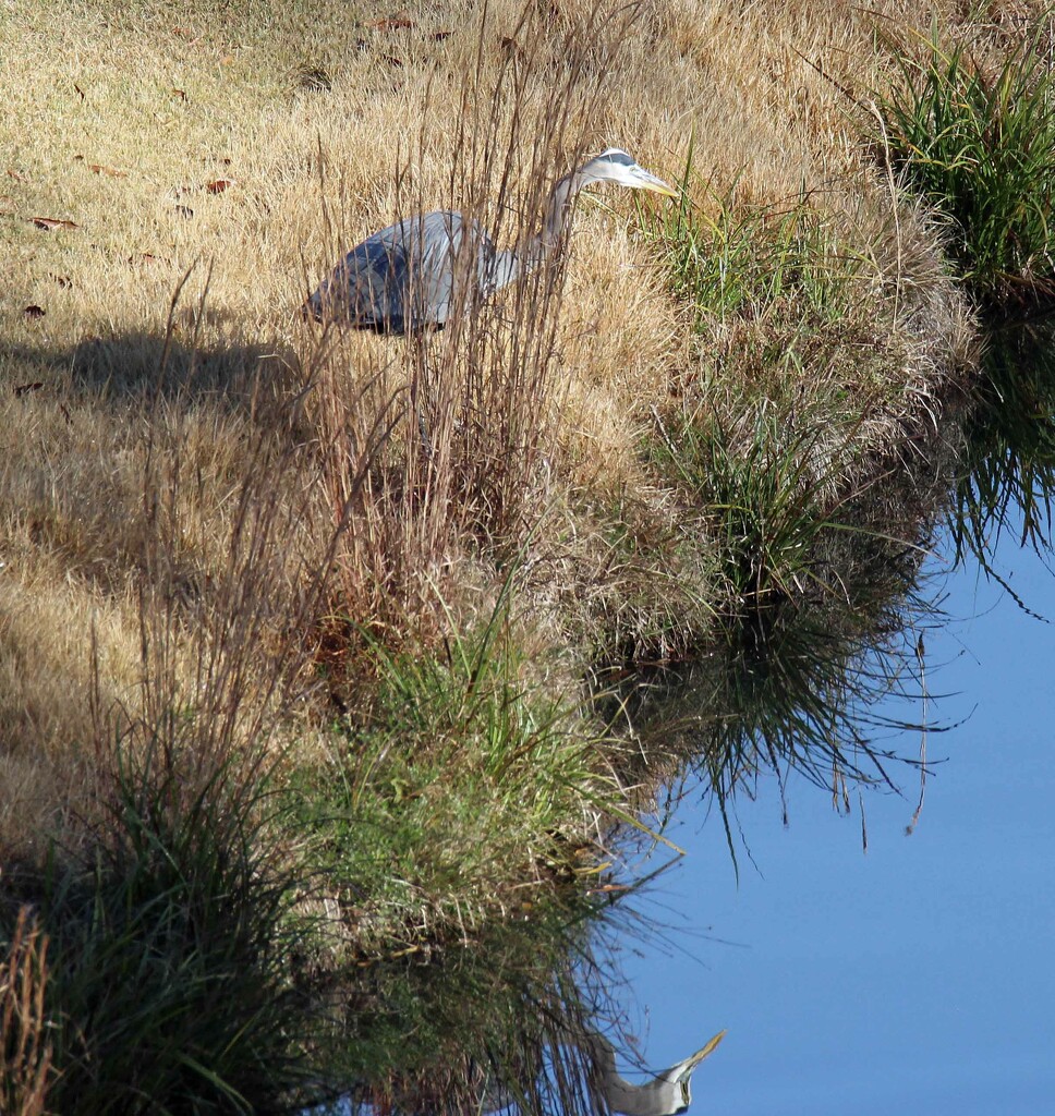 Nov 29 Blue Heron in Weeds With Reflection  by georgegailmcdowellcom