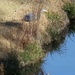 Nov 29 Blue Heron in Weeds With Reflection  by georgegailmcdowellcom