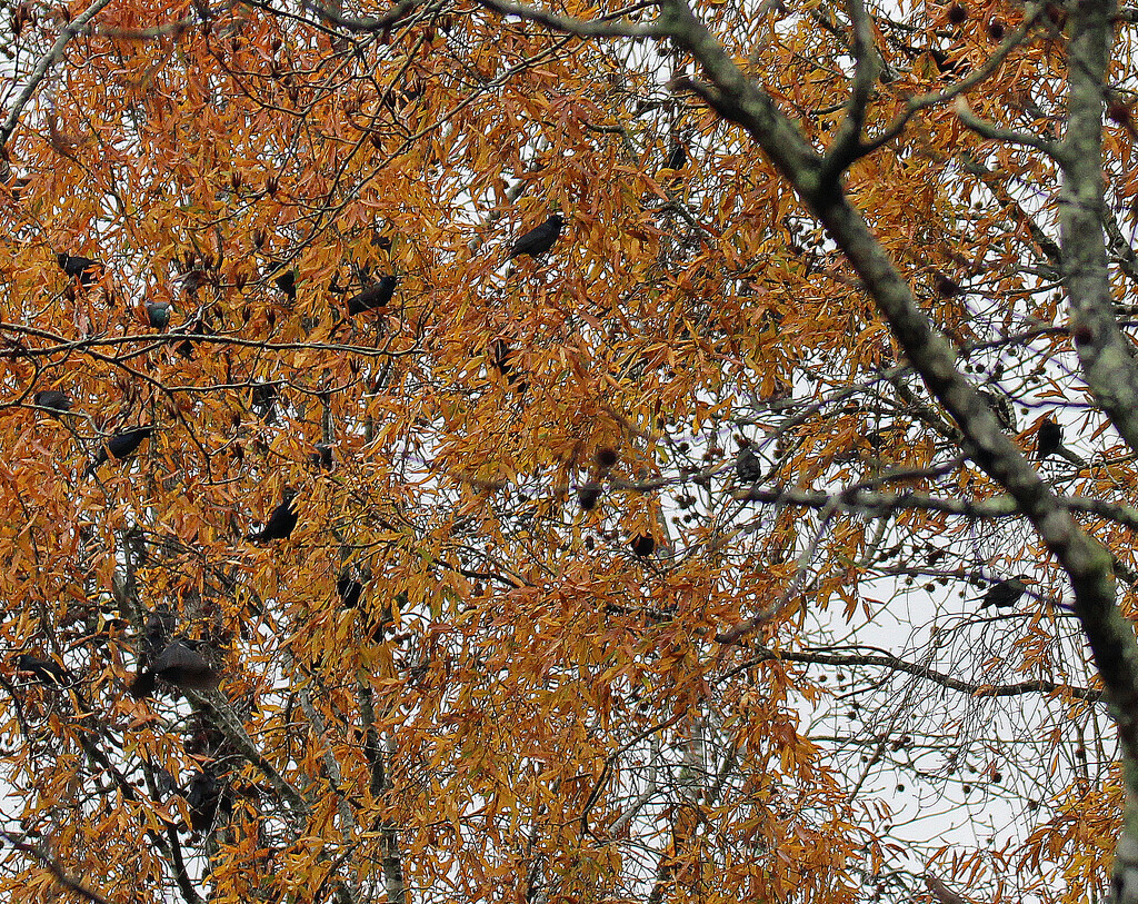 Nov 30 Grackle in Fall Trees 3 IMG_8603 by georgegailmcdowellcom