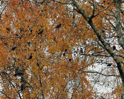30th Nov 2022 - Nov 30 Grackle in Fall Trees 3 IMG_8603