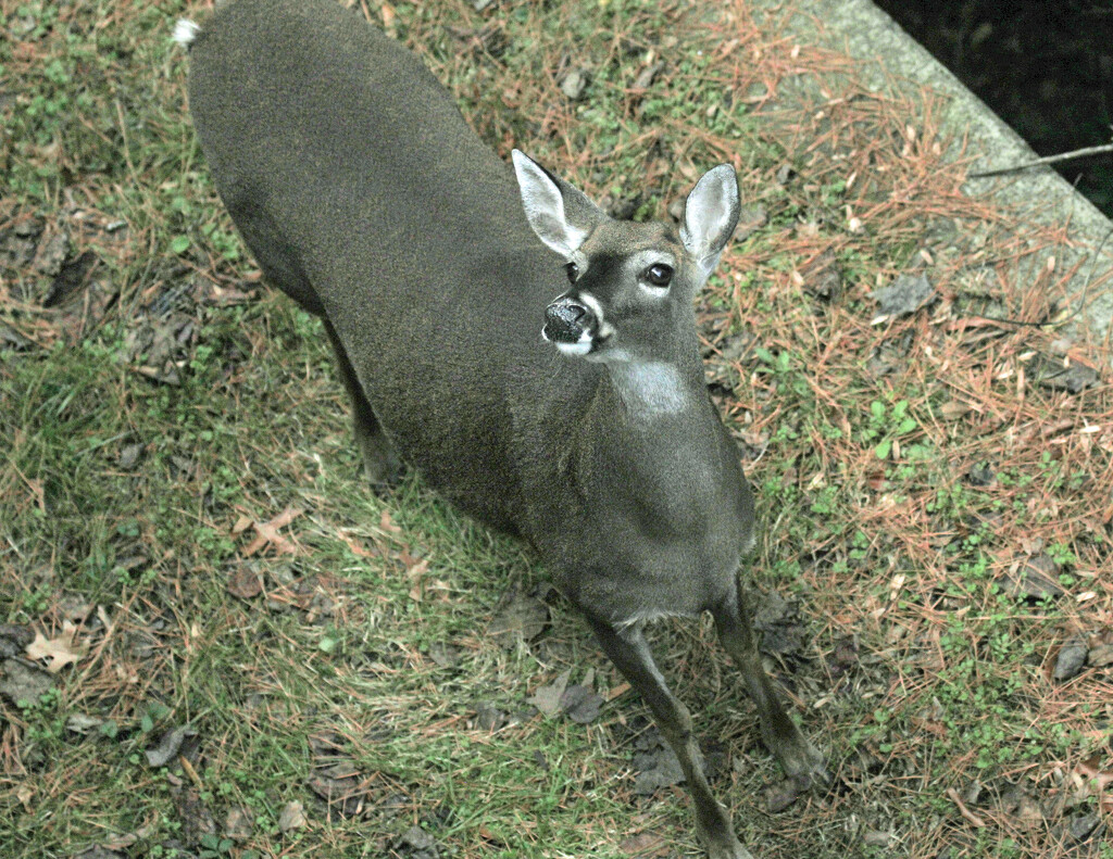 Dec 2 Doe Below Deck Bolting IMG_8727A by georgegailmcdowellcom