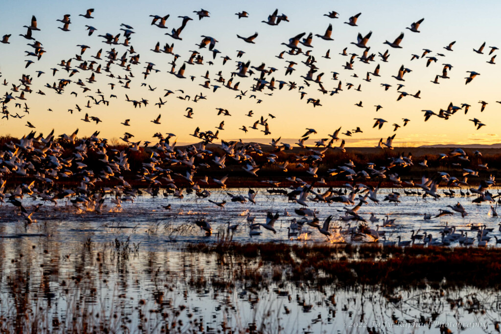 Snow Geese on the Move by taffy