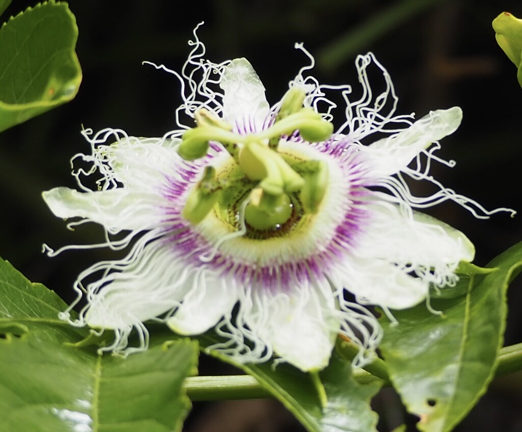 Our passion fruit vine is loaded which is good as it’s the first year  by Dawn