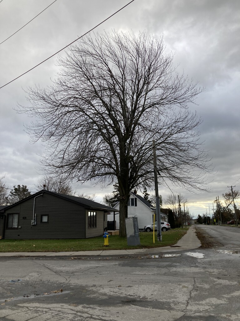 Bare Tree and Sullen Sky  by spanishliz